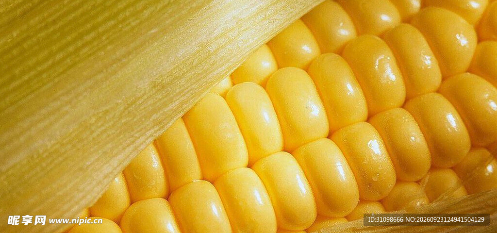 金黄玉米籽粒特写