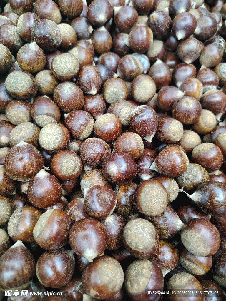 新鲜锥栗
