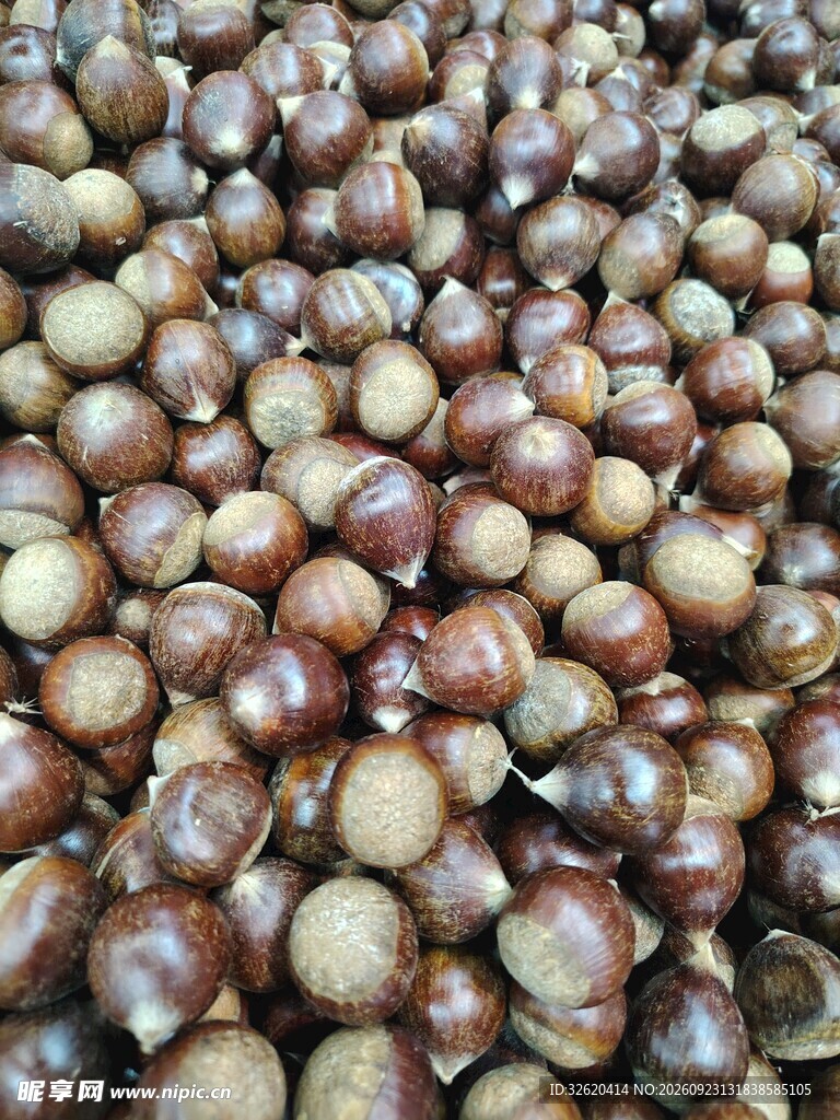 锥栗 