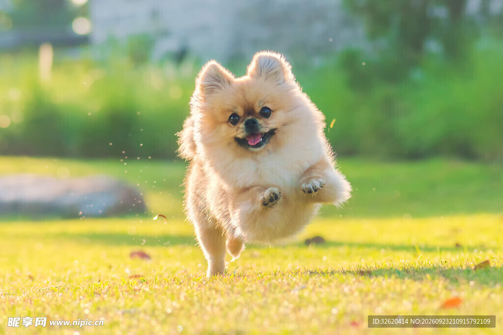 草地上奔跑的博美犬