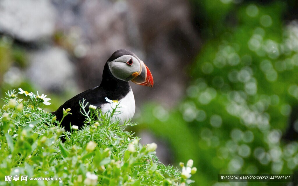 草丛间的海鹦