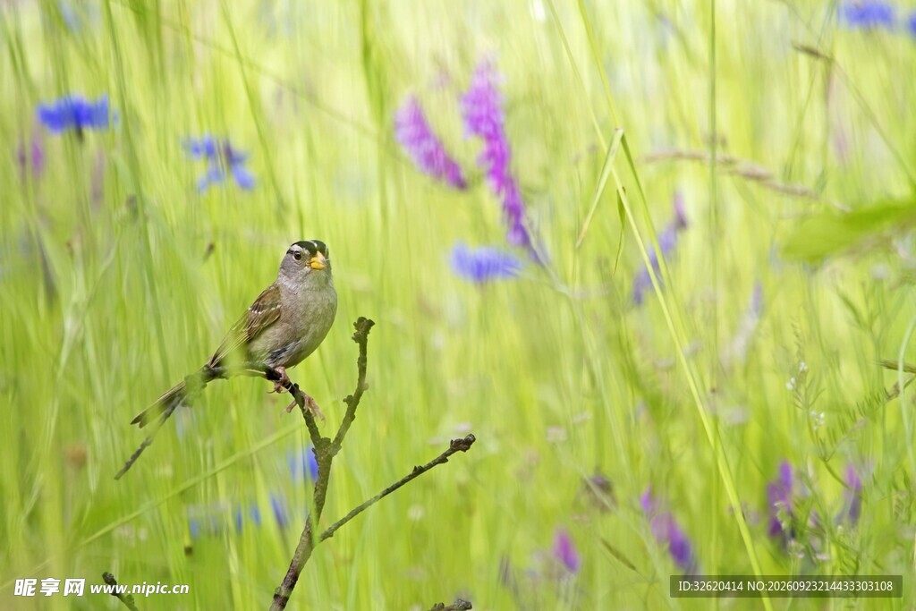 小鸟栖枝春日野景