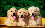 三只可爱金毛幼犬