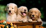 三只可爱金毛幼犬