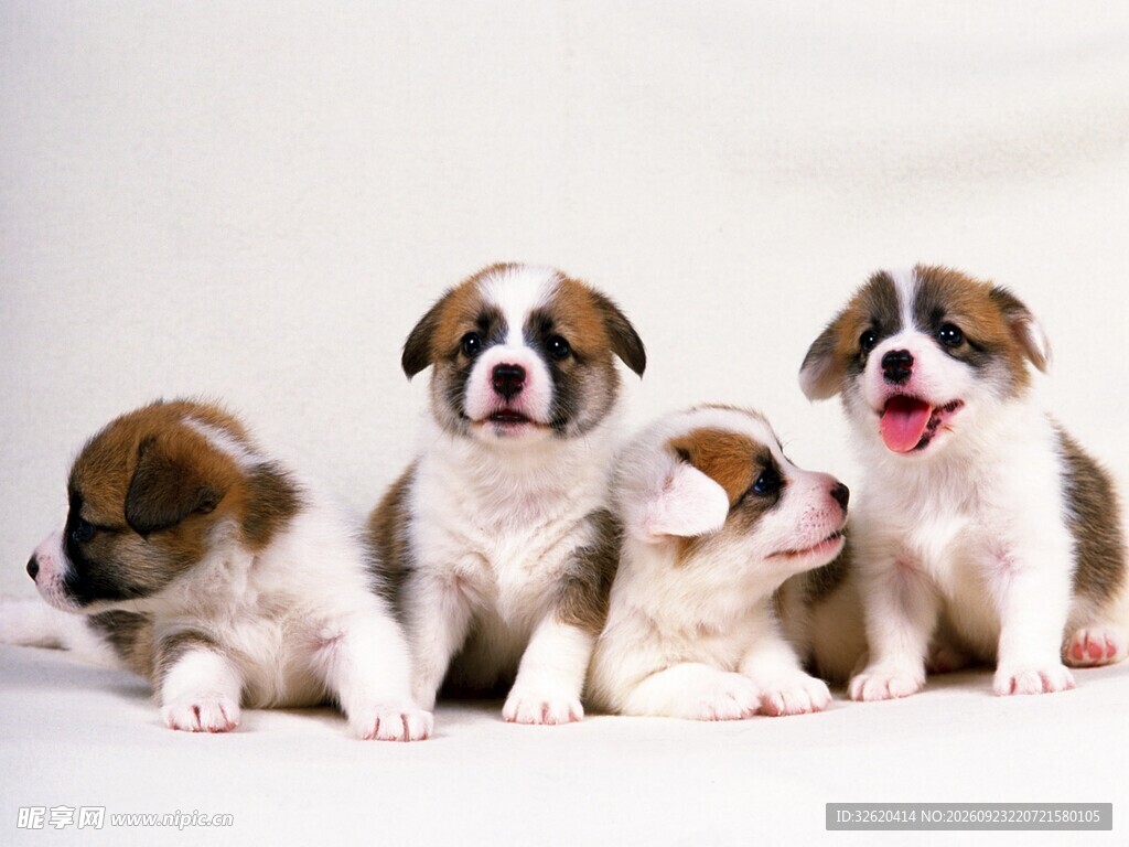 四只可爱柯基幼犬