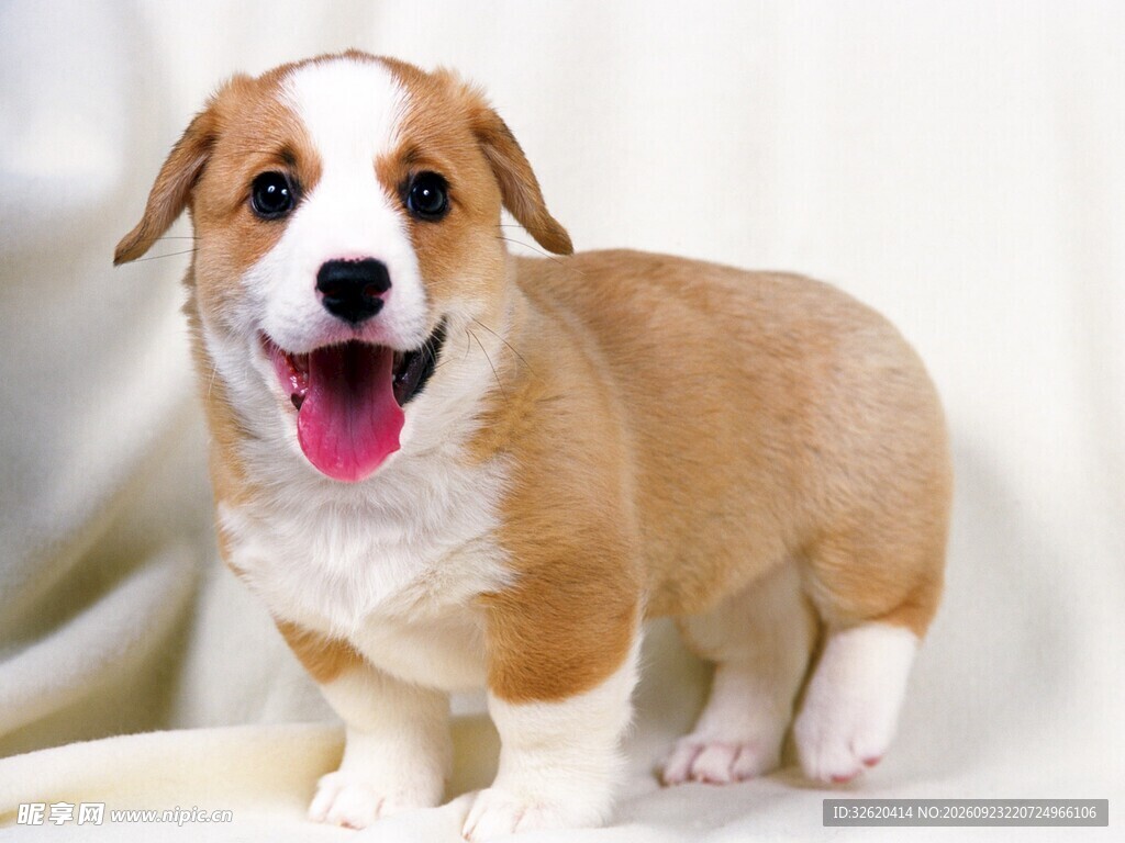 柯基幼犬