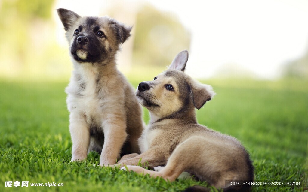 草地上两只可爱幼犬