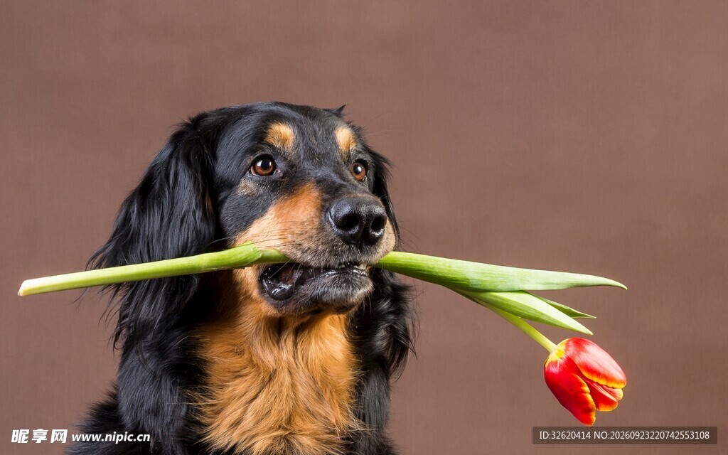 嘴叼郁金香的萌犬
