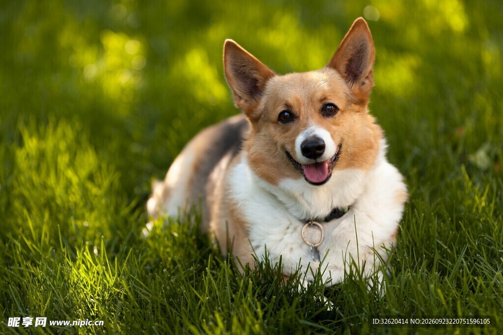 草地上的可爱柯基犬