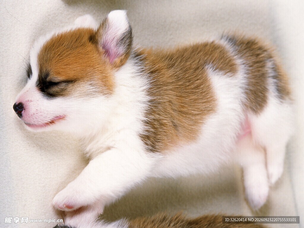 熟睡的柯基幼犬