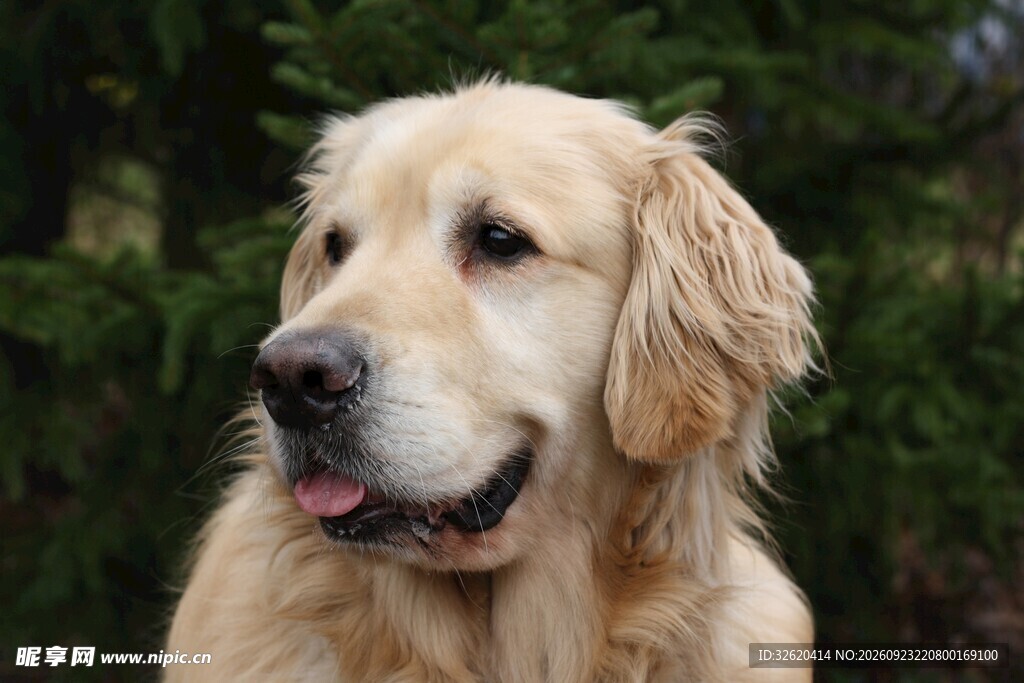 微笑金毛犬