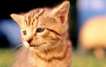 可爱小橘猫