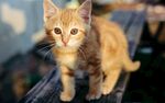 可爱小橘猫