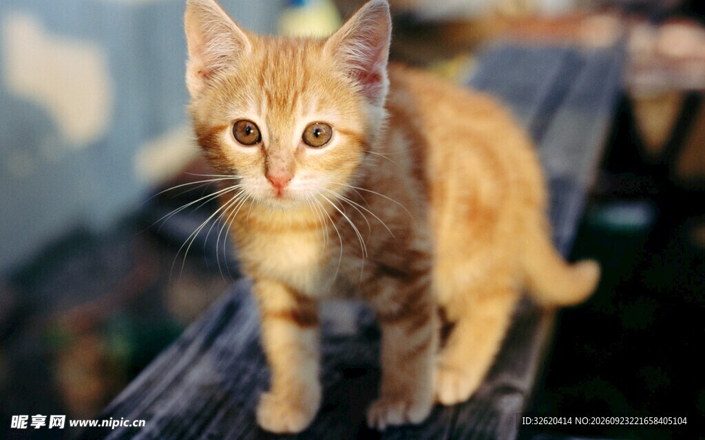 可爱小橘猫