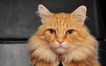 长毛橘猫