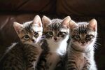 三只可爱虎斑小奶猫
