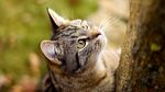 林间仰望的虎斑猫咪