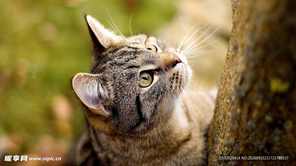 林间仰望的虎斑猫咪