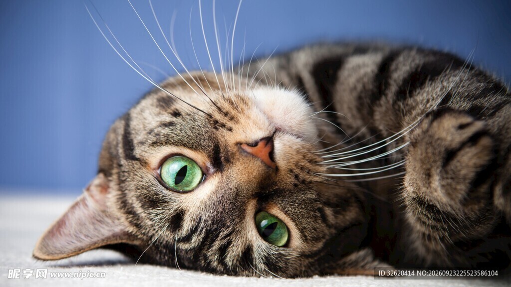 躺卧的绿眼虎斑猫
