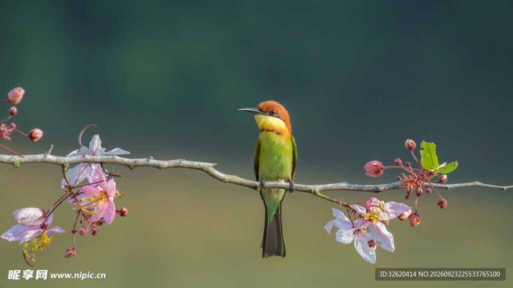 花枝上的小鸟