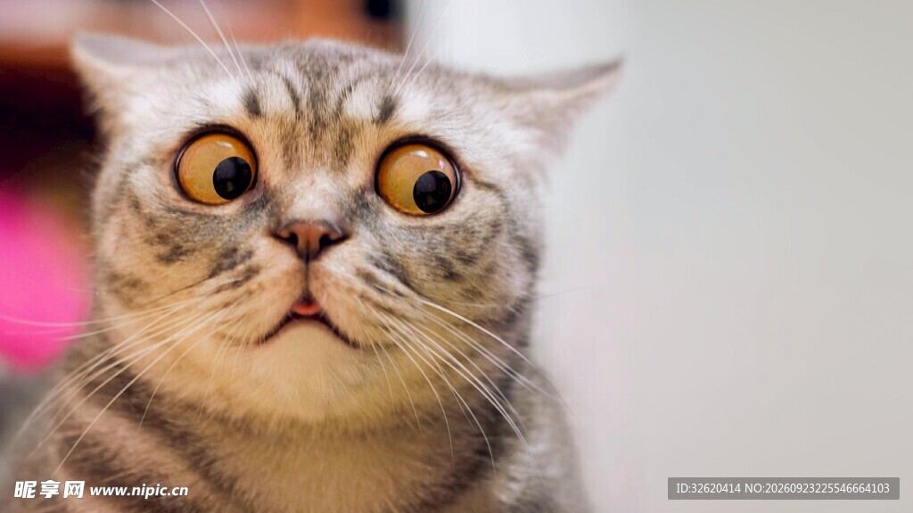 猫咪
