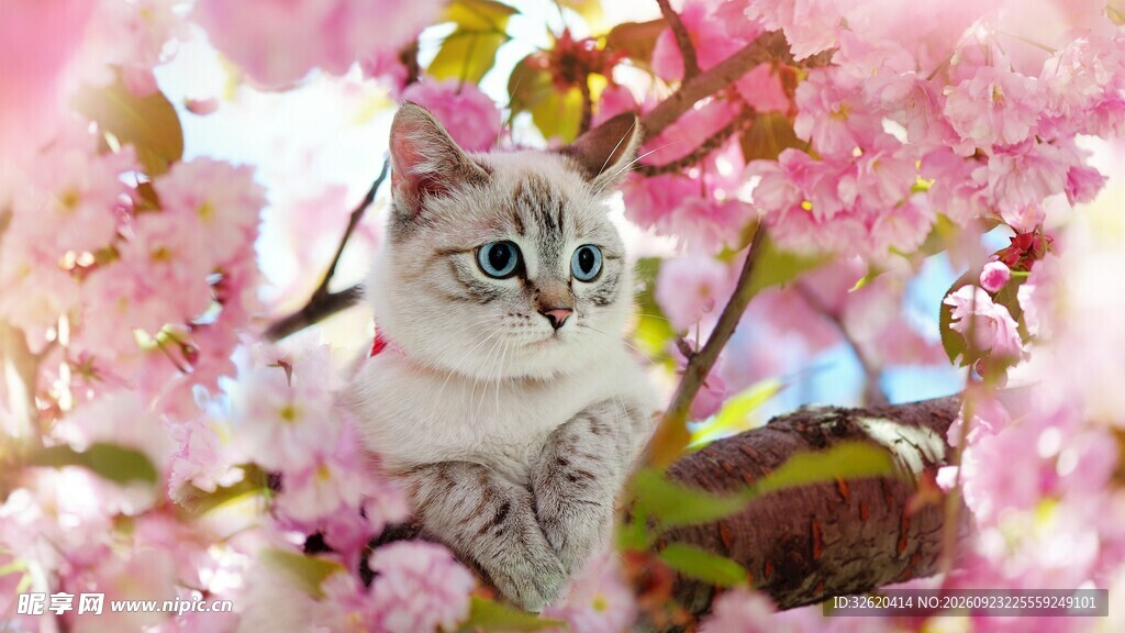 小猫