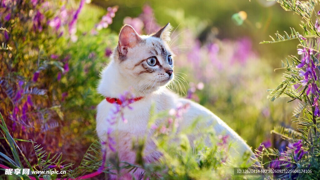 花园里的可爱小猫