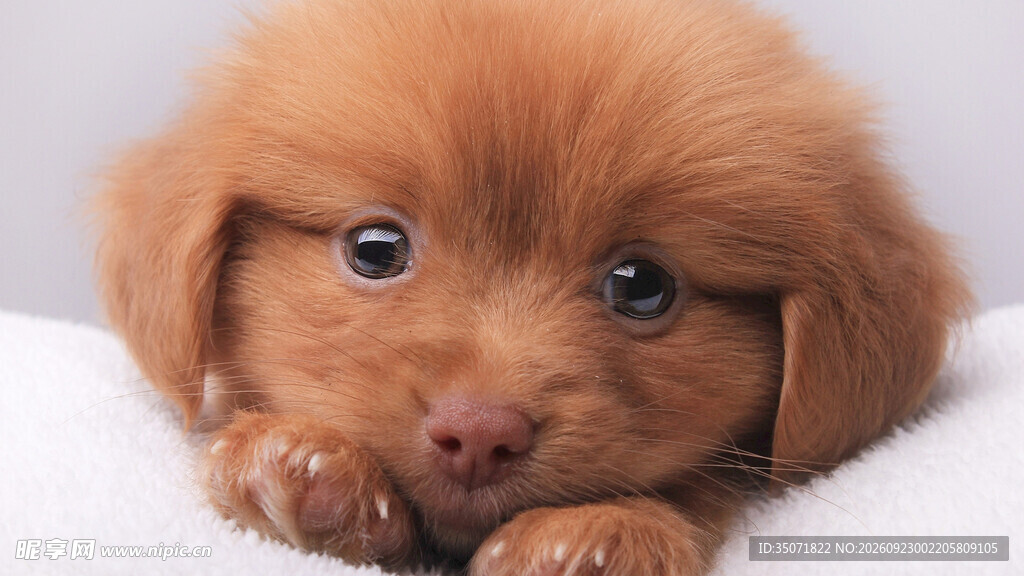 可爱棕色泰迪幼犬
