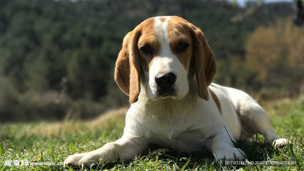 户外草地上的比格犬