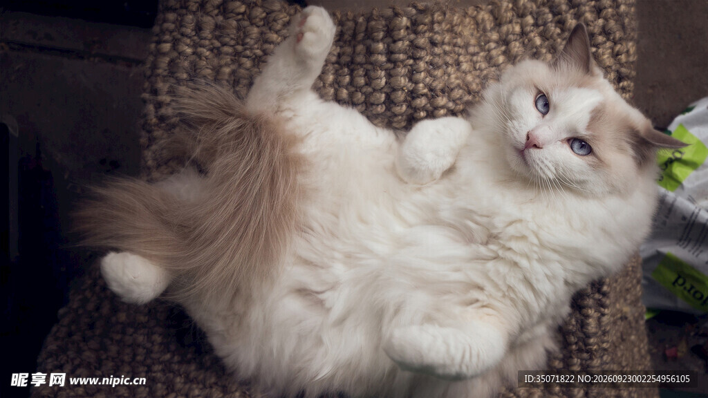 仰躺的软萌小猫咪