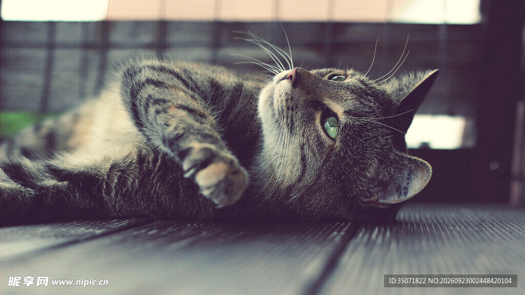 慵懒休憩的虎斑猫