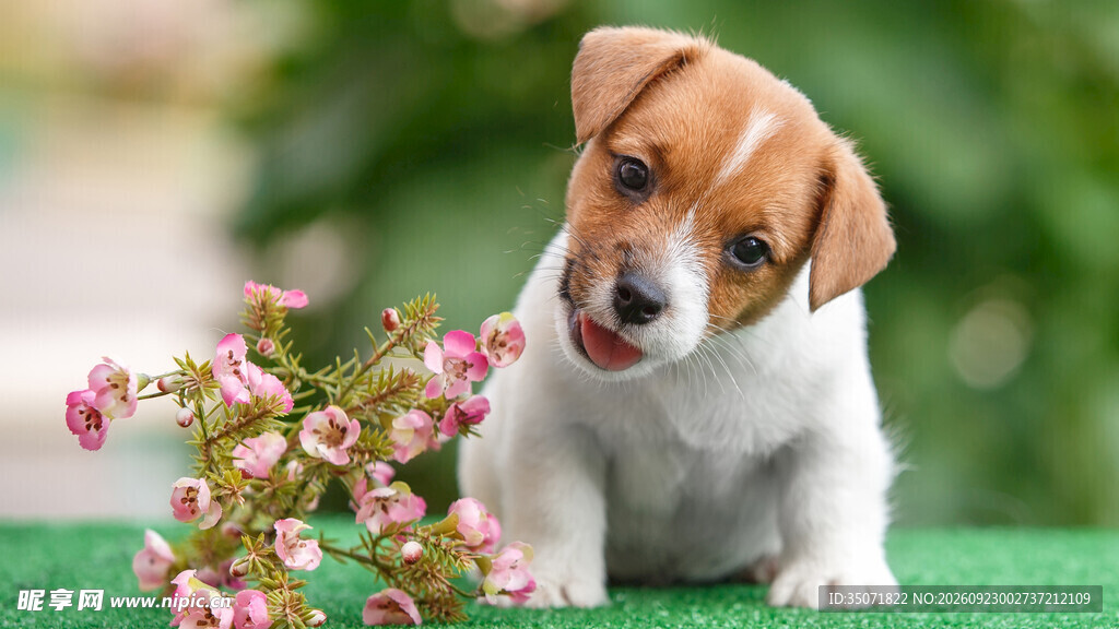 可爱杰克罗素梗幼犬