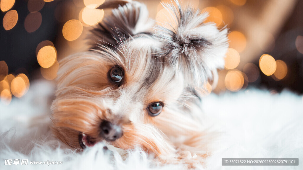 可爱约克夏幼犬