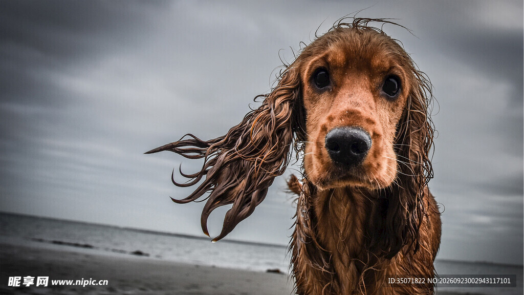 海边风中的可卡犬