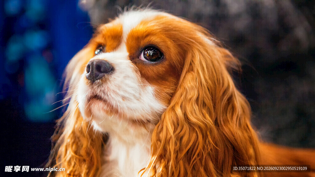 查理士王小猎犬特写