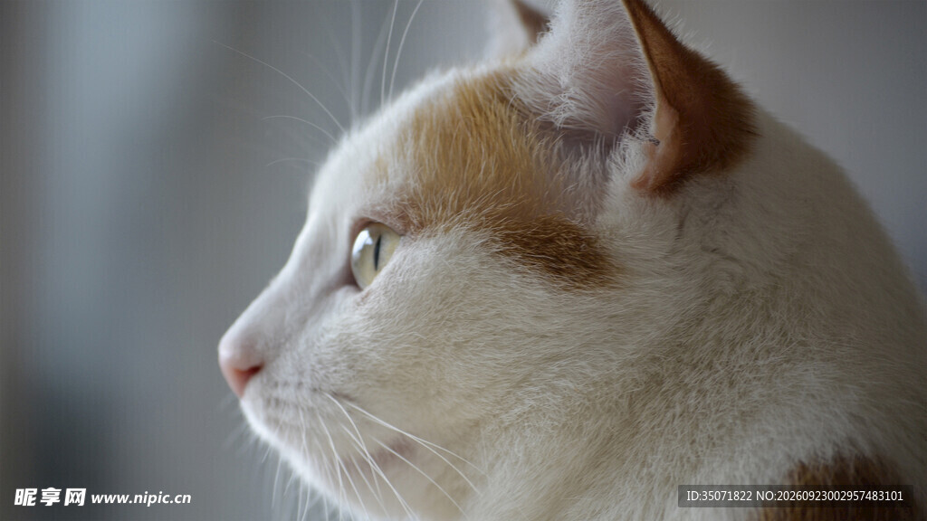 白橘猫侧脸特写