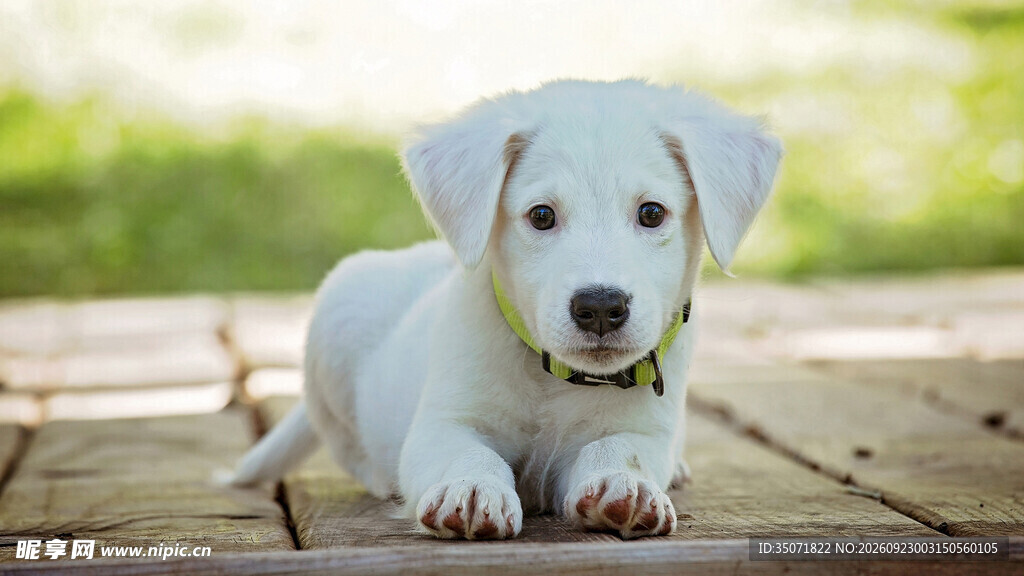 可爱白色幼犬户外趴卧