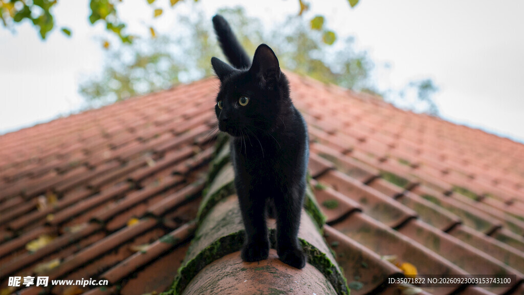 屋顶上的黑猫