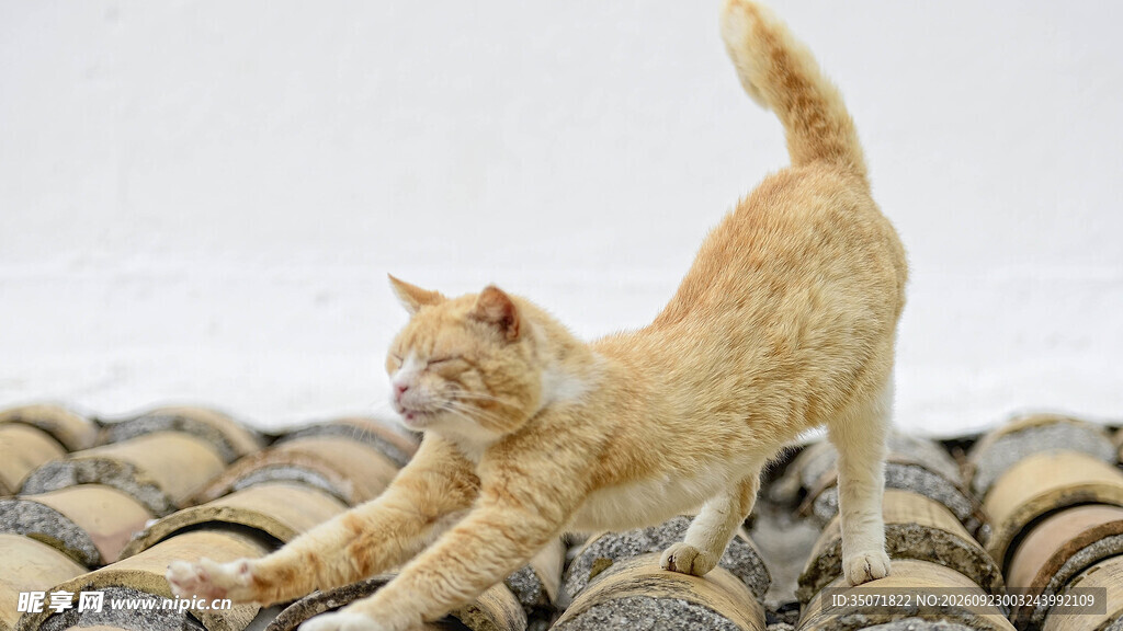 屋顶伸懒腰的橘猫