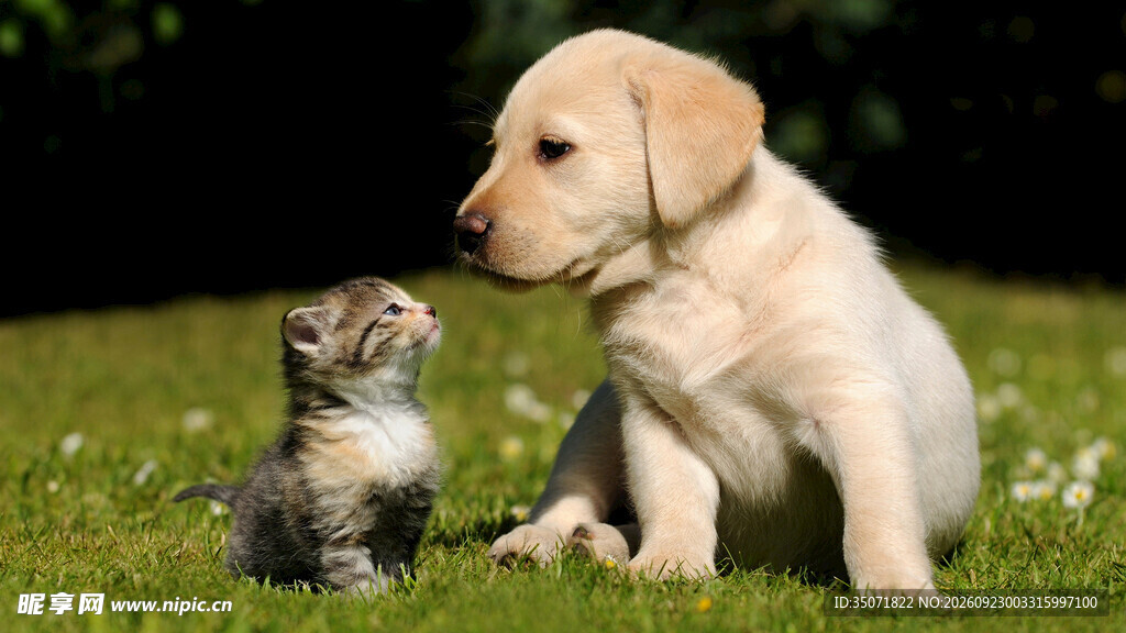 草坪上的幼犬与小奶猫