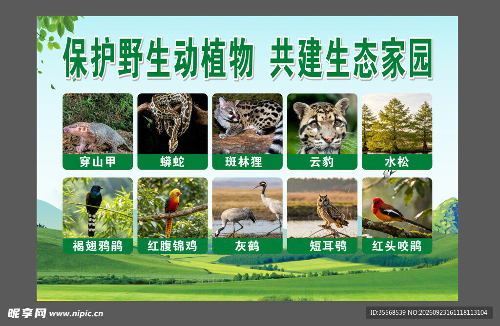 保护野生动植物宣传海报