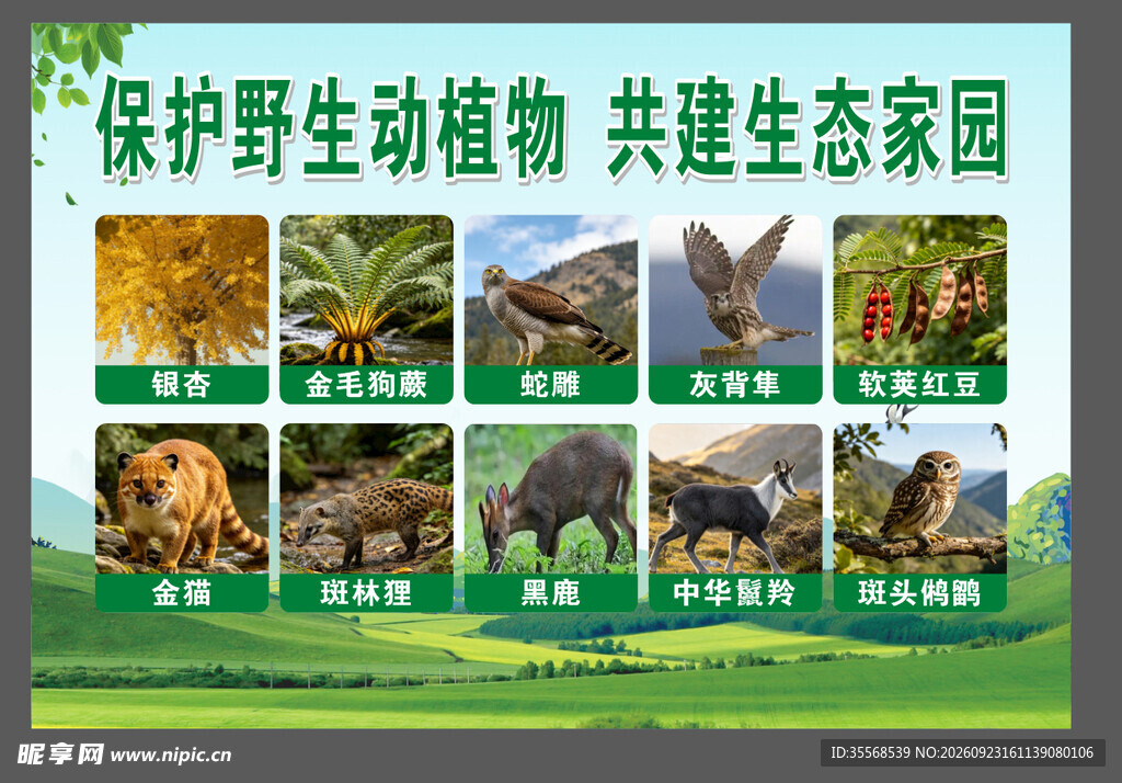 保护野生动植物宣传海报