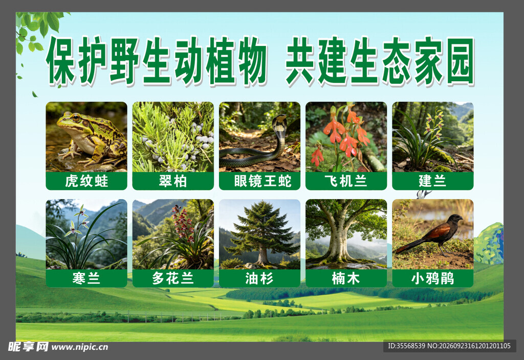 保护野生动植物宣传展板
