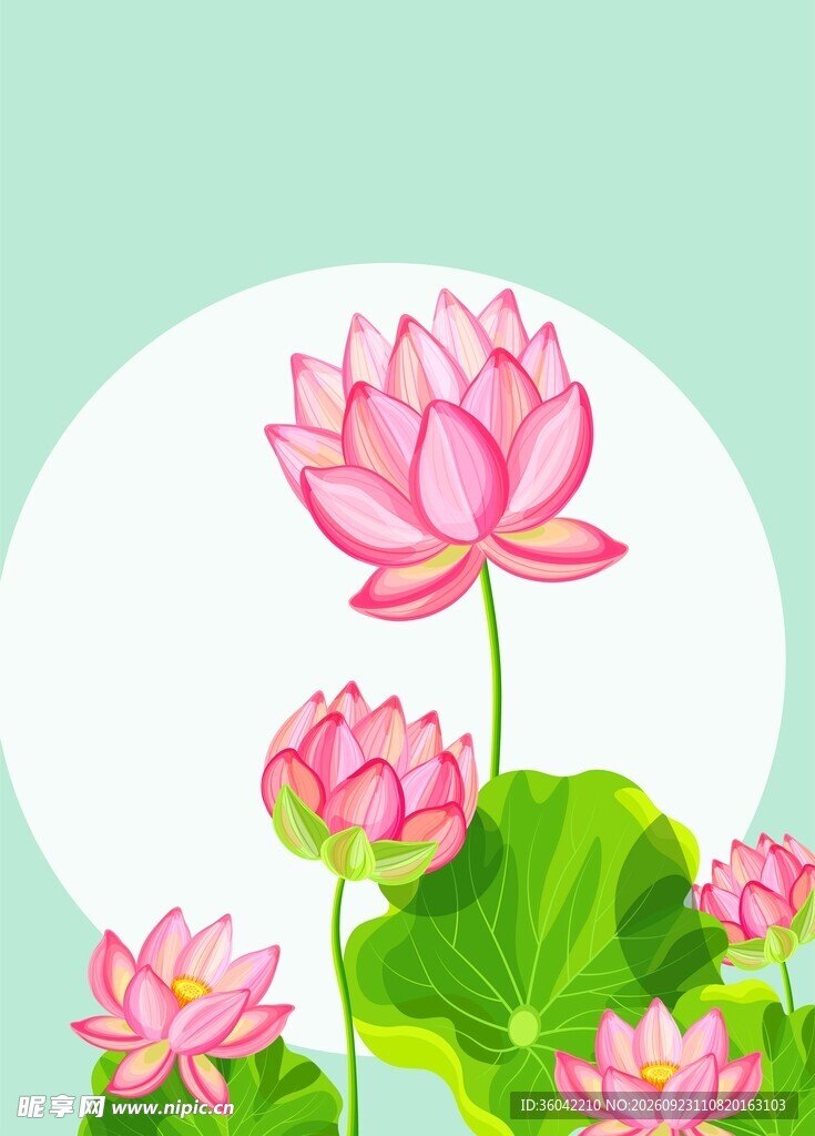 荷花清新背景