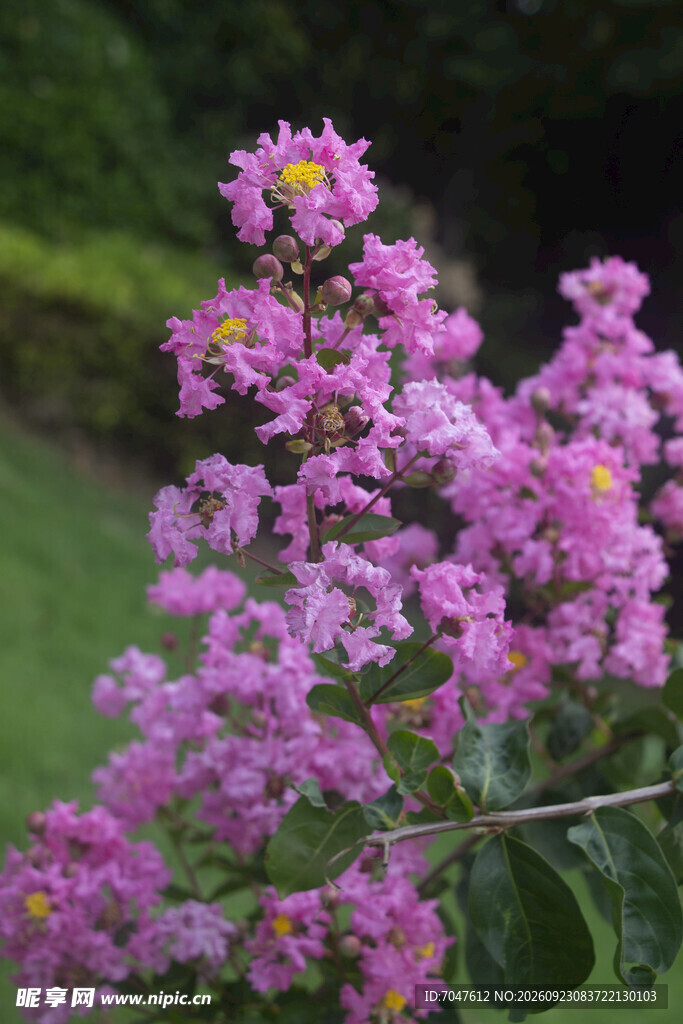 紫薇粉紫色花簇特写