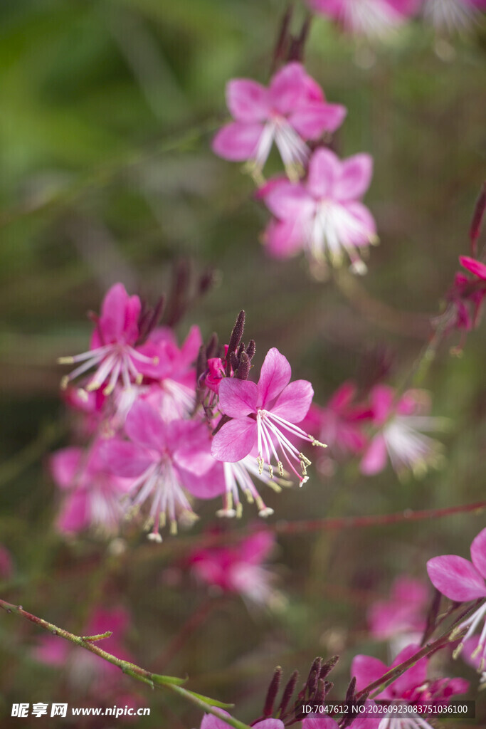 山桃草柔焦粉色小花特写
