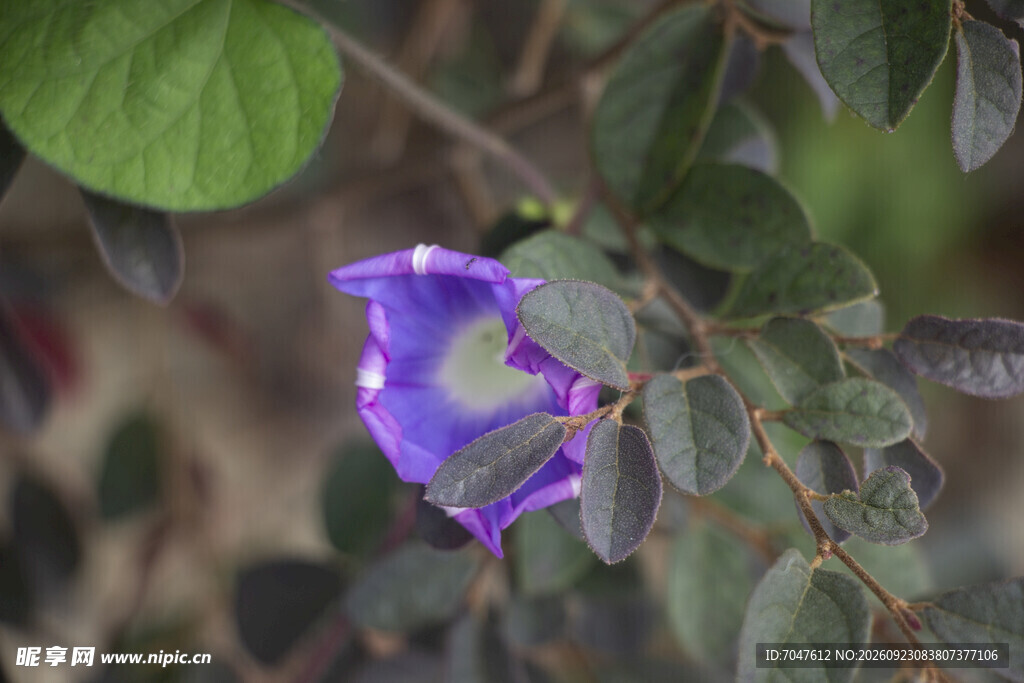 绿叶间的牵牛花紫色小花