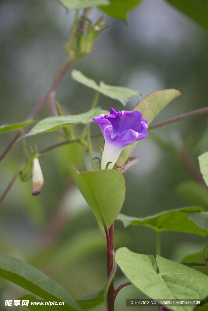 清新紫色牵牛花