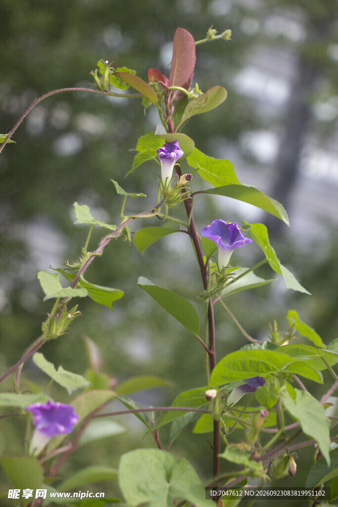 牵牛花的缠绕茎