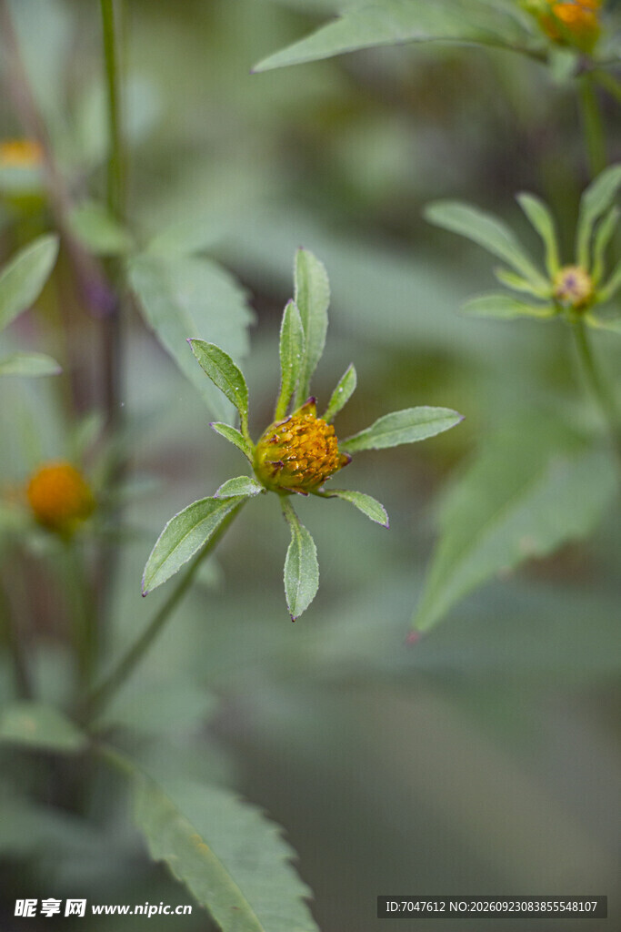 药用植物大狼杷草